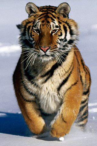 hd wallpaper tiger. iPhone Wallpaper