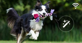 Free Online Video Editor