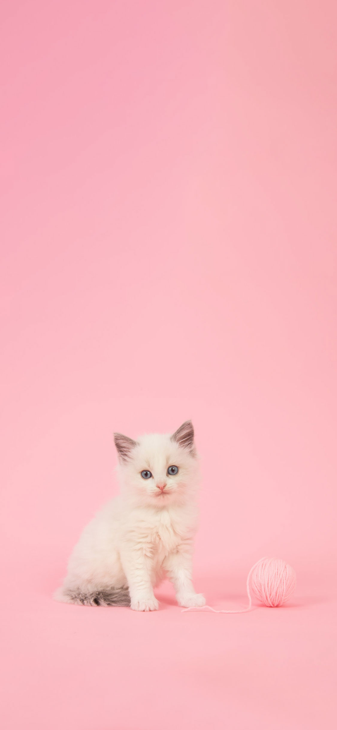 Pink Cat Wallpapers - Wallpaper Cave