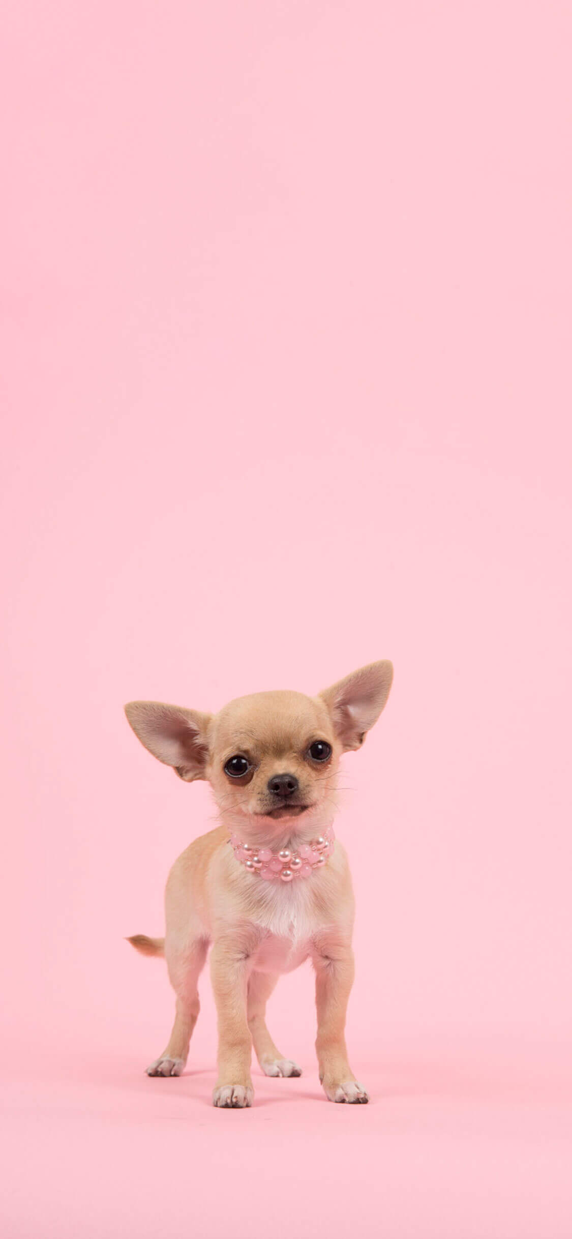 Chihuahua phone wallpaper 1080P 2k 4k Full HD Wallpapers Backgrounds  Free Download  Wallpaper Crafter