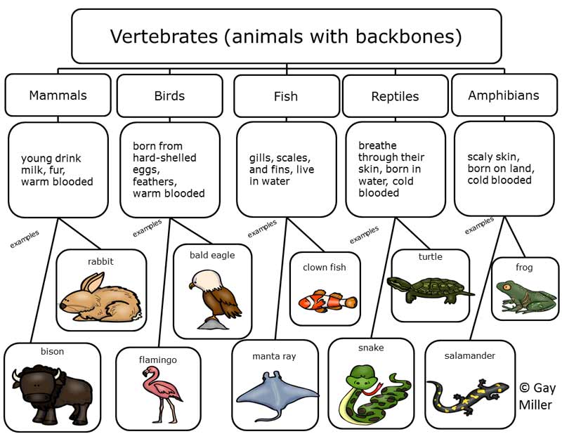 Semantic Map For Teaching