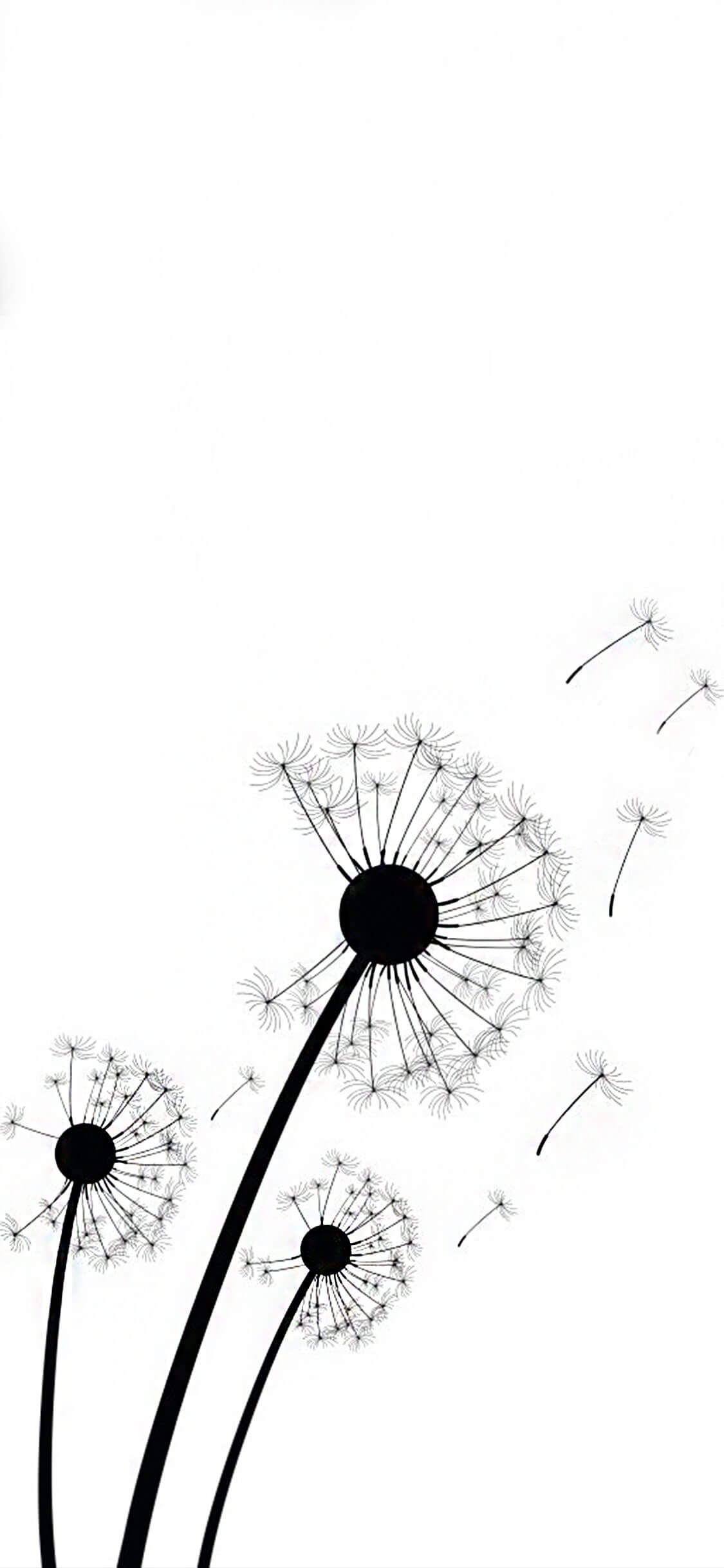 Dandelion.jpg