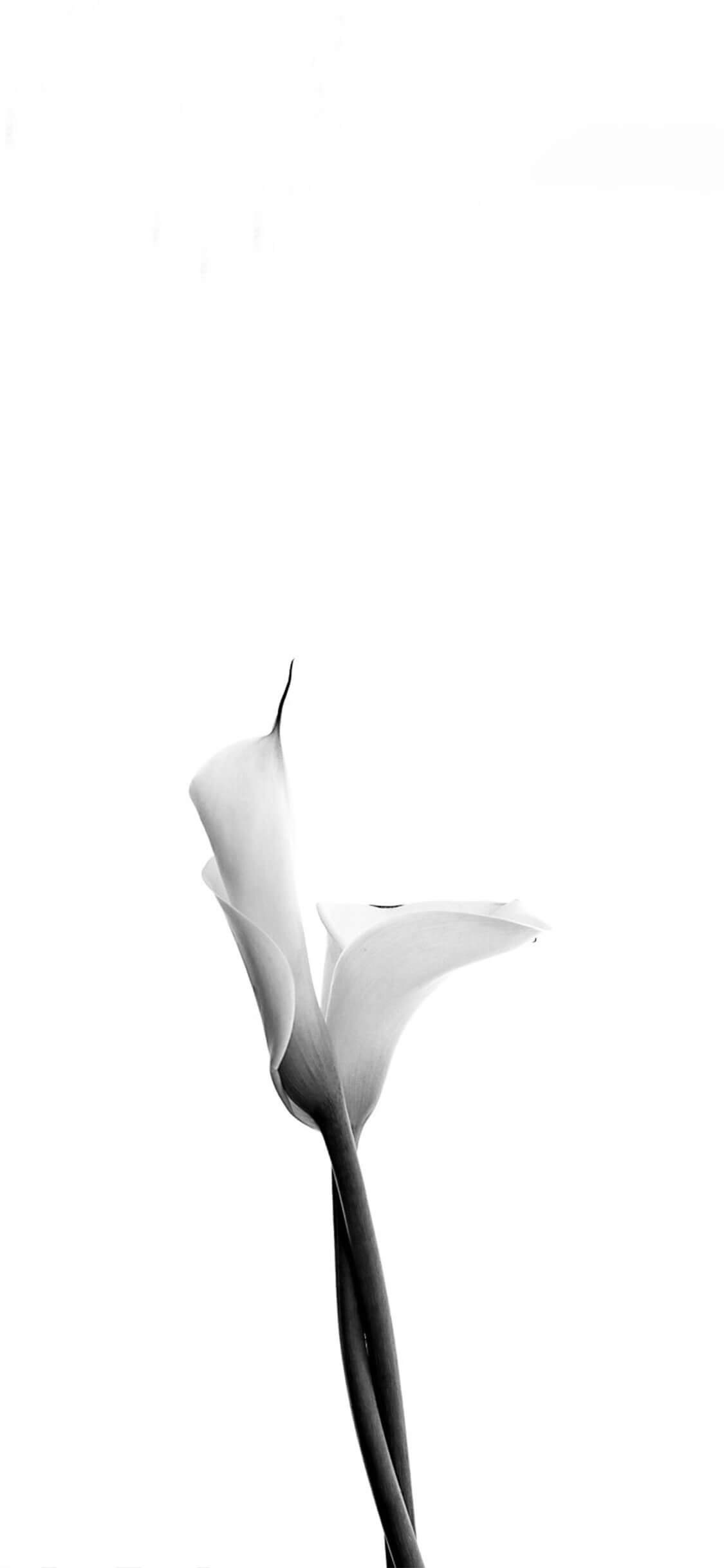 bianco-flower.jpg